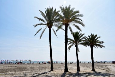 Santa Pola, Alicante 'deki Levante plajında palmiye ağaçları, Valencia Topluluğu İspanya. Avrupa. 22 Eylül 2019