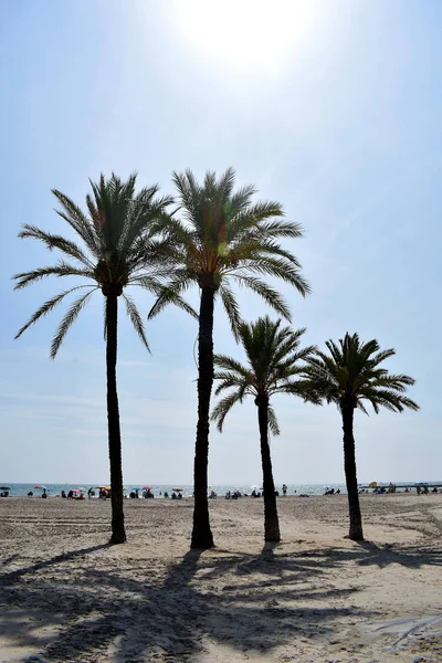 Palme Sulla Spiaggia Levante Santa Pola Alicante Comunità Valenciana Spagna — Foto Stock