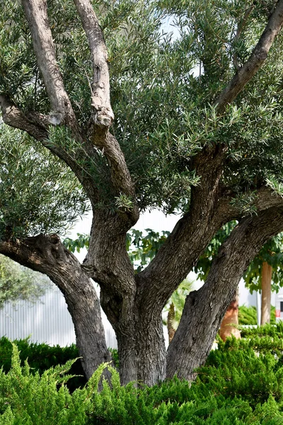 Árboles Arbustos Jardín Del Parque — Foto de Stock