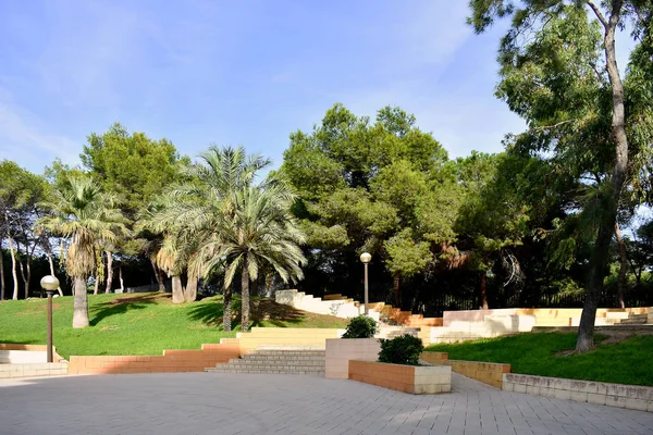 Fenyőfa Reina Sofia Dunes Parkban Guardamar Del Segura Strand Alicante — Stock Fotó