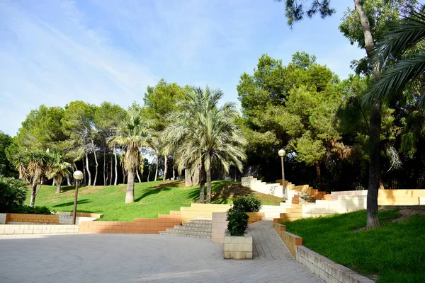 Fenyőfa Reina Sofia Dunes Parkban Guardamar Del Segura Strand Alicante — Stock Fotó