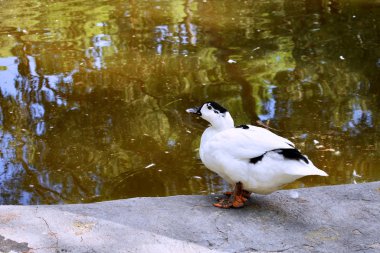 Guardamar del Segura sahilindeki Reina Sofia Dunes parkında ördek, Alicante. İspanya. Avrupa.