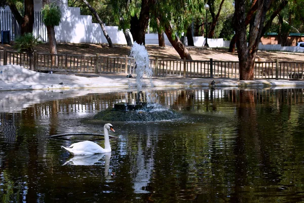 アリカンテのグアルダマール セグラ ビーチのソフィア 砂丘公園で白鳥 スペインだヨーロッパ — ストック写真