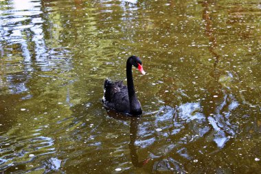 Guardamar del Segura sahilindeki Reina Sofia Dunes parkında siyah Kuğu, Alicante. İspanya. Avrupa.