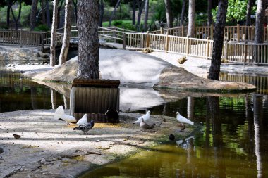 Guardamar del Segura sahilindeki Reina Sofia Dunes Parkı 'nda güvercinler var. İspanya. Avrupa.