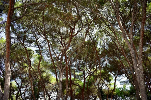 레이나 소피아 공원에 소나무들은 과르다 마르델 해변에 스페인 — 스톡 사진