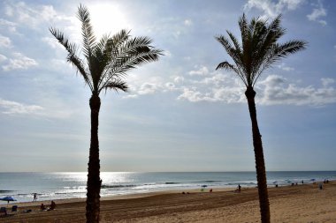 Guardamar del Segura sahilindeki Reina Sofia Dunes parkında palmiye ağaçları, Alicante. İspanya. Avrupa.
