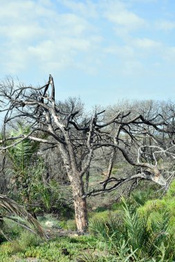 Guardamar del Segura 'daki Alfonso Xiii Parkı, Alicante. İspanya. Avrupa. 23 Eylül 2019