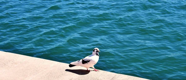 Valensiyalı Cemaatinin Alicante Limanında Güvercin Dinleniyor Spanya Avrupa — Stok fotoğraf