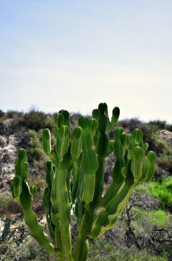 Kaktüs Marina de las Dunas Guardamar del Segura 'da, Alicante. İspanya. Avrupa. 