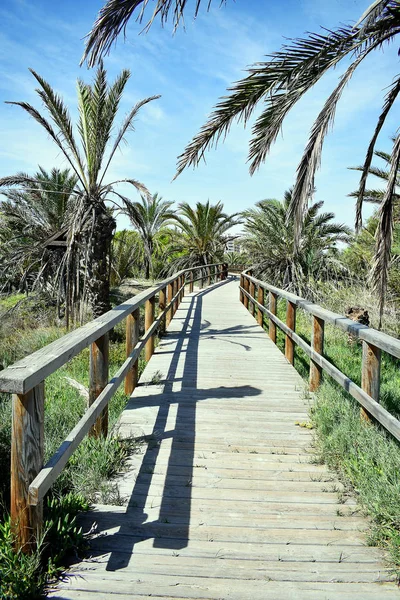 Guardamar del Segura 'daki Alfonso Xiii Parkı, Alicante. İspanya. Avrupa. 23 Eylül 2019