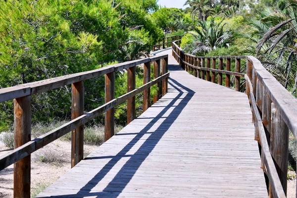 Parco Alfonso Xiii Guardamar Del Segura Alicante Spagna Europa Settembre — Foto Stock