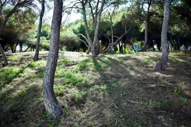 Guardamar del Segura sahilindeki Reina Sofia Dunes parkında çam ağacı, Alicante. İspanya. Avrupa.