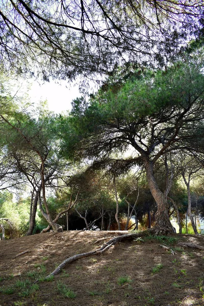 Πεύκα Δέντρο Στο Πάρκο Reina Sofia Dunes Guardamar Del Segura — Φωτογραφία Αρχείου