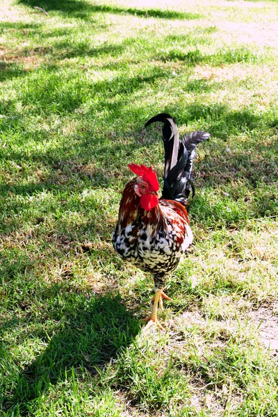 Galo Americano Jardim Parque Das Nações Torrevieja Alicante Costa Blanca — Fotografia de Stock