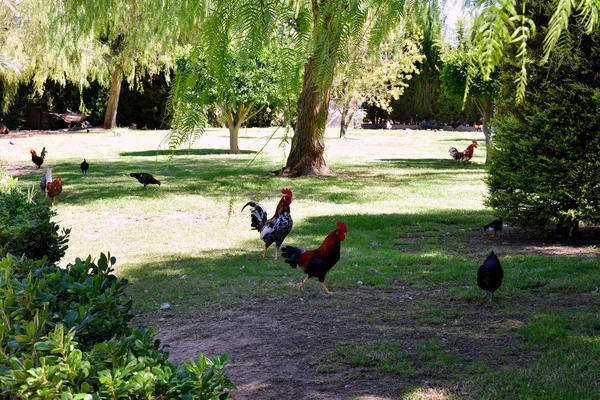 Amerykański Kogut Ogrodzie Parku Narodów Torrevieja Alicante Costa Blanca Hiszpanii — Zdjęcie stockowe