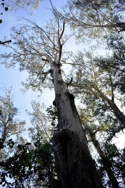 Souto Retorta Également Connu Sous Nom Chavin Eucalyptus Vivero Galice — Photo