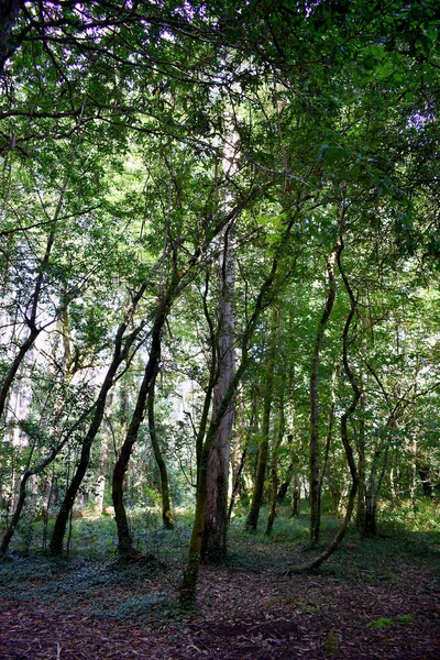 Souto Retorta 也被称为Chavin Eucalyptus 位于加利西亚的Vivero 西班牙 — 图库照片