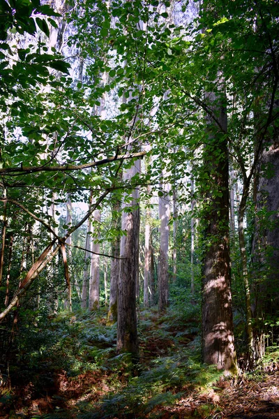 Souto Retorta Також Відомий Chavin Eucalyptus Віверо Галісія Іспанія Європа — стокове фото