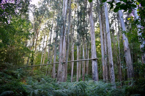 Souto Retorta 也被称为Chavin Eucalyptus 位于加利西亚的Vivero 西班牙 — 图库照片