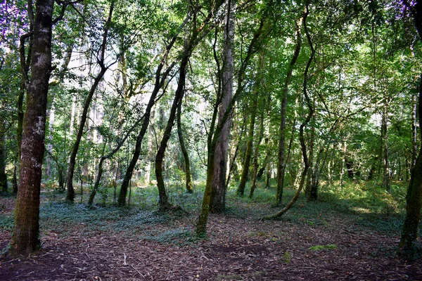 Souto Retorta Vivero Galiçya Chavin Okaliptüsü Olarak Bilinir Spanya Avrupa — Stok fotoğraf