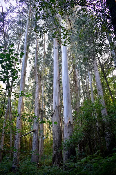 Souto Retorta 也被称为Chavin Eucalyptus 位于加利西亚的Vivero 西班牙 — 图库照片