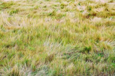 Viveiro, Lugo, Galiçya 'daki Covas plajında çalılık. İspanya. Avrupa. 
