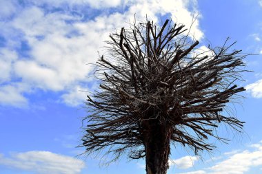 Sacido sahilindeki ağaçlar, Viveiro, Lugo, Galiçya. İspanya. Avrupa. Ekim 05, 2019