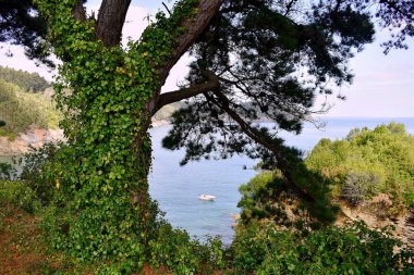Sacido sahilindeki ağaçlar, Viveiro, Lugo, Galiçya. İspanya. Avrupa. Ekim 05, 2019