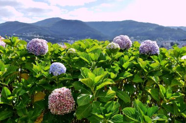 Os Castelos 'taki ortancalar Seiramar sahilinde Covas a Sacido, Viveiro, Lugo, Galiçya arasında kayalar oluşturur. İspanya. Avrupa. Ekim 05, 2019