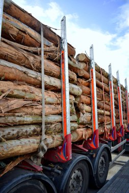 Kamyon, Viveiro, Lugo, Galiçya 'daki Chavin okaliptüs olarak da bilinen Souto da Retorta' da kesilmiş okaliptüs kütükleriyle dolu. İspanya. Avrupa. 6 Ekim 2019