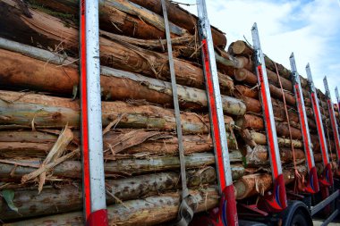 Kamyon, Viveiro, Lugo, Galiçya 'daki Chavin okaliptüs olarak da bilinen Souto da Retorta' da kesilmiş okaliptüs kütükleriyle dolu. İspanya. Avrupa. 6 Ekim 2019