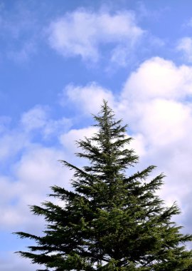 Viveiro, Lugo, Galiçya 'da çam ağaçları. İspanya. Avrupa. 