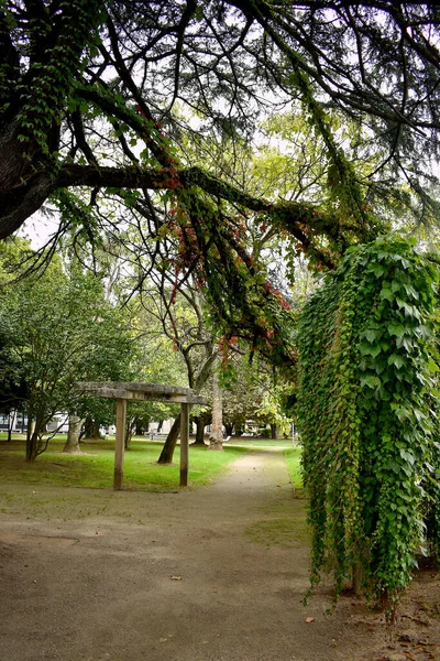 Edera Nei Giardini Las Angustias Ferrol Galizia Spagna Europa — Foto Stock