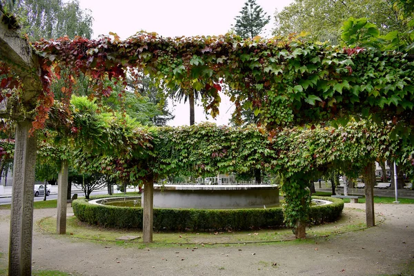 Edera Nei Giardini Las Angustias Ferrol Galizia Spagna Europa — Foto Stock