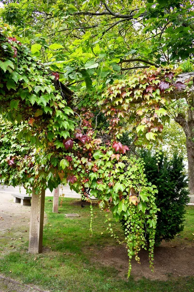 Hiedra Los Jardines Las Angustias Ferrol Galicia España Europa — Foto de Stock