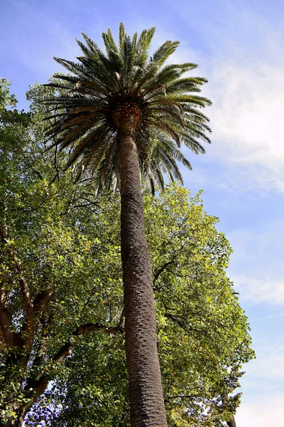 Palmboom Tuin Van Het Park — Stockfoto