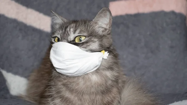 コロナウイルスは健康であることは病気にならない この猫のようなマスクを着用してください ストック写真