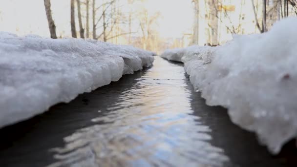 Nieve Derrite Grandes Arroyos Corren Bosque — Vídeo de stock