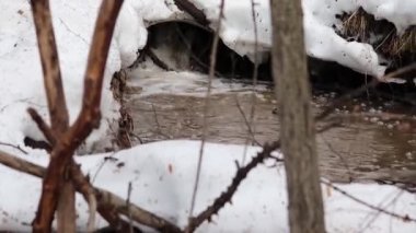 Karlar erir ve ormanda büyük nehirler akar.