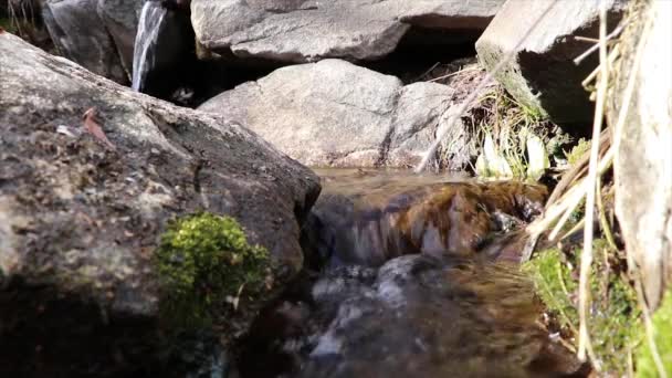 Córrego Bebendo Cristalino Fonte — Vídeo de Stock