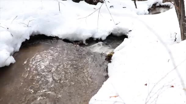 Neige Fond Grands Ruisseaux Coulent Dans Forêt — Video