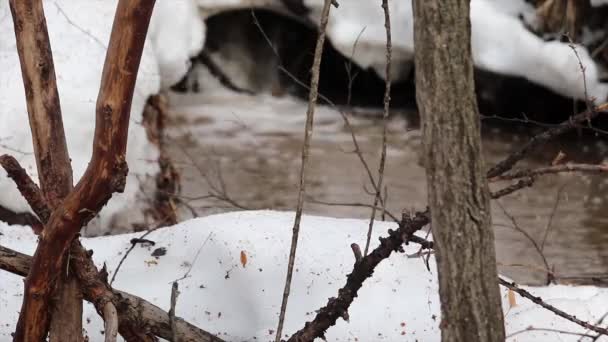 Сніг Тане Великі Струмки Бігають Лісі — стокове відео