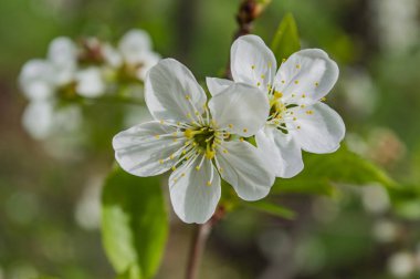 Bahçede Bokeh ile bahar çiçekleri