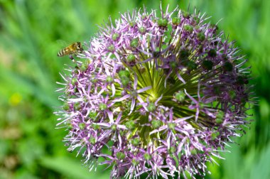 Soğan çiçeği ve küçük arı