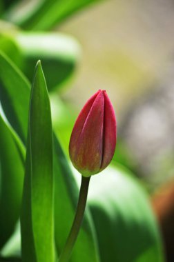  Baharda lale tomurcuğu