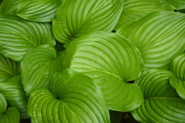 Birçok yeşil yapraklı doku