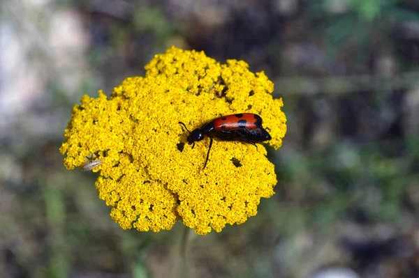 Insectos Rojos Flores Amarillas — Foto de Stock