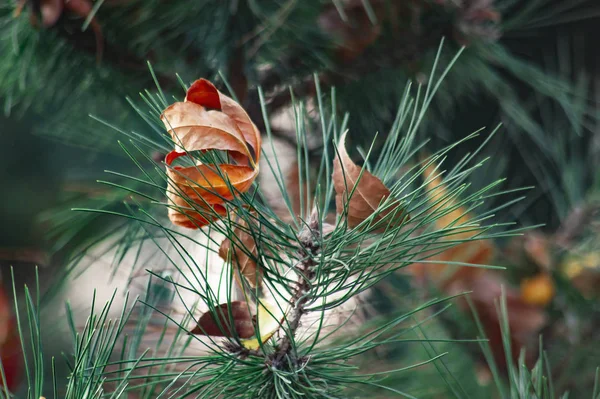 Autmn Spruce Tree Yellow Leaves — Stock Photo, Image