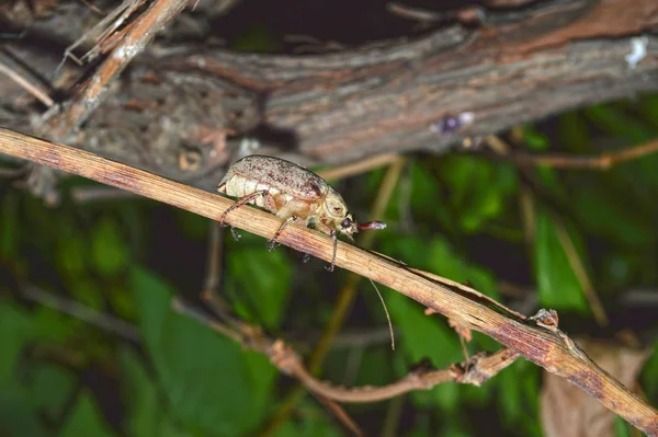 Schimmel Oder Maikäfer Der Rebe — Stockfoto